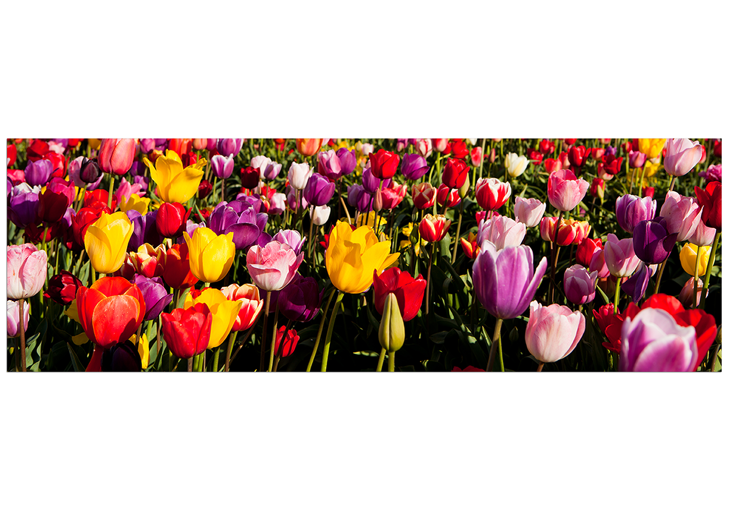 Obraz na plátně - Pole tulipánu - panoráma Obraz na plátně - Pole tulipánu - panoráma